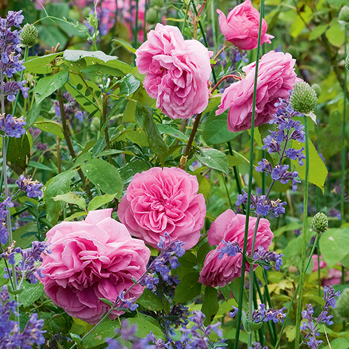 Wychbold: Coming up Roses with David Austin 2025