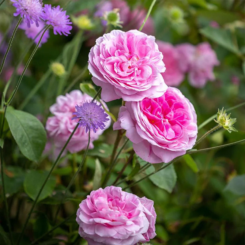 Millets Farm: June in Bloom: A Chelsea-Inspired Talk from David Austin Roses 2026