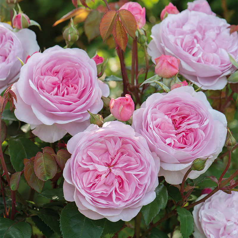 Wychbold: June in Bloom: A Chelsea-Inspired Talk from David Austin Roses 2026